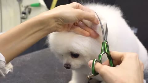Dog pat pappy Pomeranian Grooming Today bear style // cute pappy // funny puppy