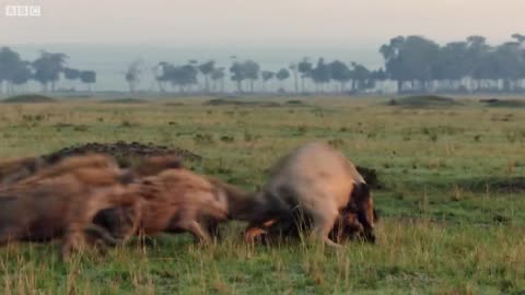 Lion Trapped by Clan of Hyenas | Dynasties