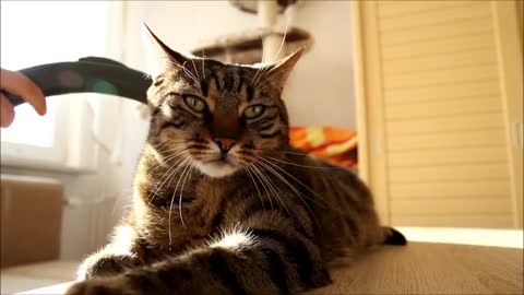 Brushing & Vacuuming the Cat