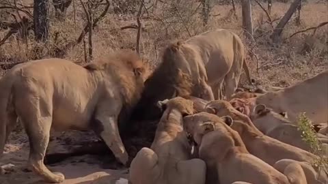 Buffalos Attack to loins