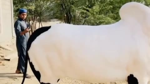 Beautiful cow for Qurbani