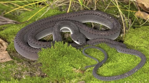 22 Rarest Snake in the world
