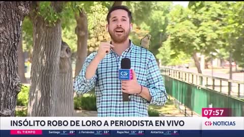 Papagaio rouba, ao vivo, fone de ouvido de repórter de TV no Chile