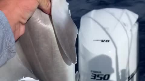 Shark from 2000 feet has no teeth!