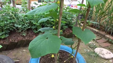 growing cucumber for beginner with many fruits