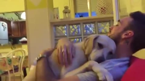 Guilty dog desperately asks for forgiveness