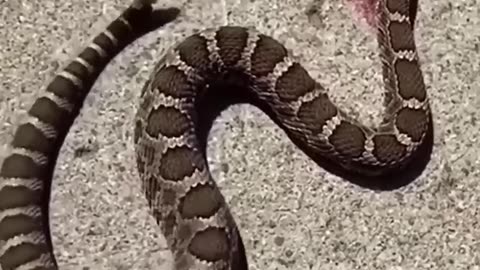 Snakes 🐍moves without head😱