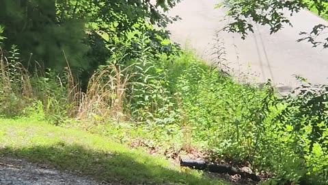 Black Bear Walking Down Road East Tennessee- 07/10/2023 @ 11:45 am