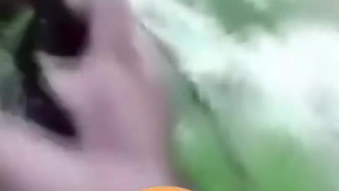 FUN VIDEOS OF ANIMALS ATTACKING MEN
