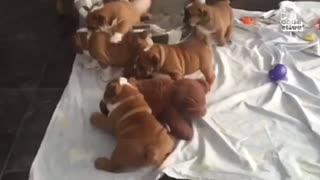 Mira que bonito a perrito 😍