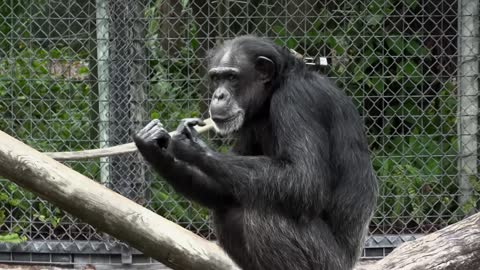 Chimpanzee at Zoo