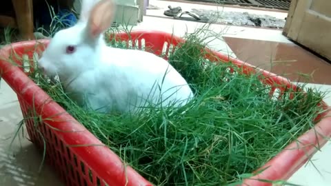 How To Keep Rabbits Happy And Healthy?