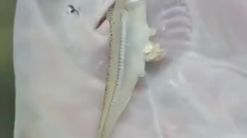 baby stingray eating ❤️🤩😍