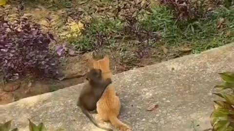 Cute cat and monkey