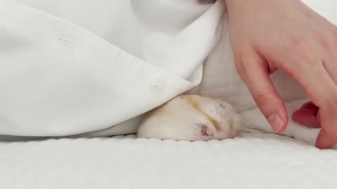 A little hamster hiding under the covers
