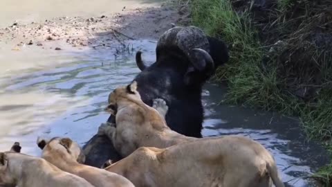 Wildlife hub in jungle