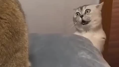 Heeeee funny cat