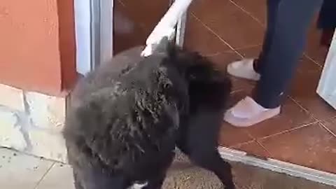 Cleaning dog with a vacuum