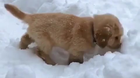 A dog that loves to play with snow