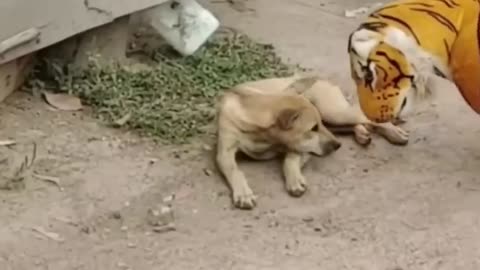 Troll Prank Dog Funny & fake Lion and Fake Tiger Prank To dog & Huge Box Prank to dog