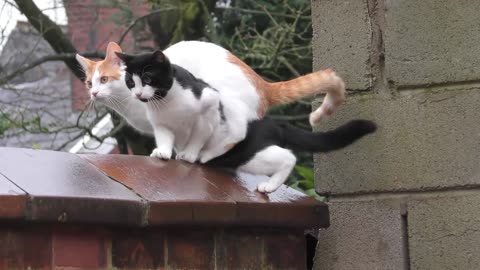 Synchronized_Cats. Cute baby cat. Vira cat videos