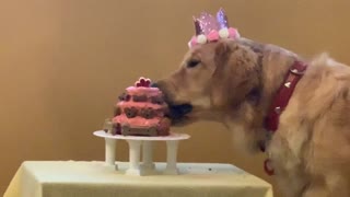 Golden retriever slowly enjoys an amazing birthday cake with a hat on her birthday