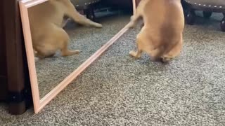 Pug Loses Her Mind Over Reflection