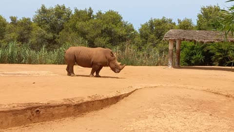 A rhinoceros at the Rabat Zoo, Morocco