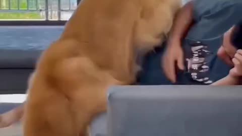 Funny dog video