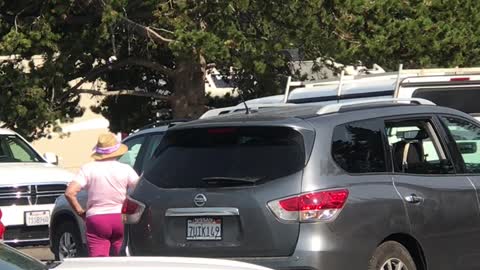 Tourists Bicker Over Parking Spot at Yellowstone