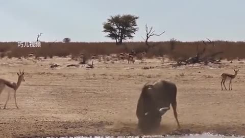 This wildebeest was poisoned by the most venomous snake the king cobra.