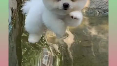 Cute and Funny Dog Video