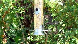 My friends bird feeder: