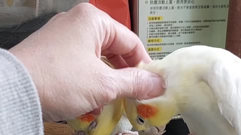 One Cockatiel Feels Left Out