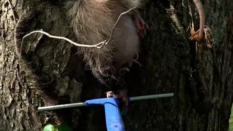 Mama Possum Got Stuck