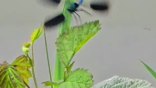 Blue dragonfly in slow motion / beautiful insect by the river.