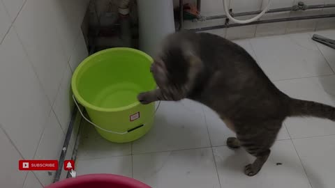 The thirsty cutie cats