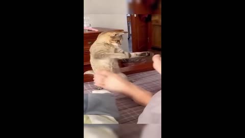 Funny cats/dogs compilation -1