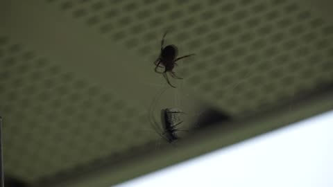 Spider Vs Pine Beetle Part Three