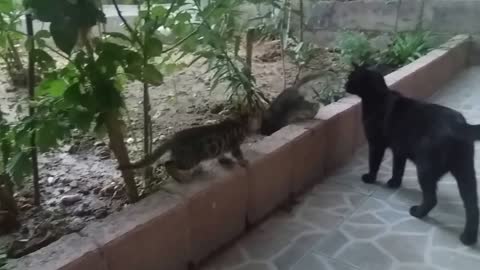 Ibu kucing berbicara dengan anak kucingnya