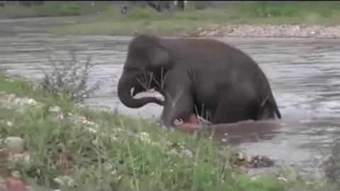 Amazing resue by an elephant, #shorts #viralvideo #viral