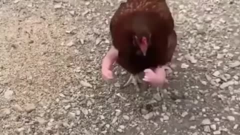 The chicken