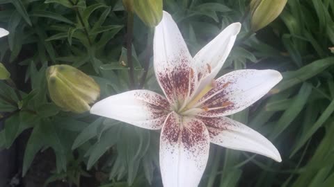 Lily close up