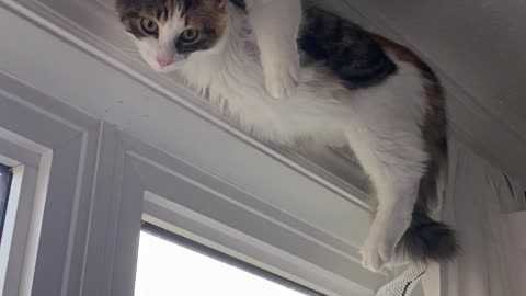 Chill Cat Hangs Out on Curtain Rod