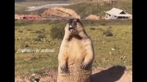 Funniest Animals 🐧 - Best Of The 2020 Funny Animal Videos 😁 - Cutest Animals Ever
