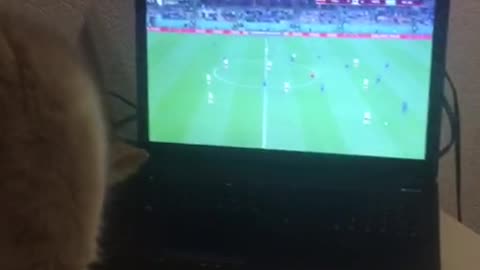 The cat does not let you watch football or work