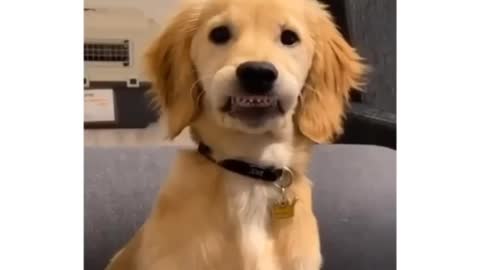 Cute dog show his little teeths #shorts #cutedog #funnydog