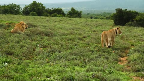 Wild life animal stook footage_animal lovers