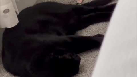 Adopting a Cat from a Shelter Vlog -Cute Precious Piper is Sleeping in on a Holiday Morning #shorts