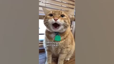 Funny Animal Videos 2022 😂 - Funniest Cats And Dogs Video 😺😍